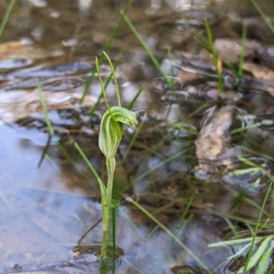 Diplodium nanum (ACT) = Pterostylis nana (NSW) (Dwarf Greenhood, Dwarf Snail Orchid) at Boweya North, VIC - 6 Aug 2022 by Darcy