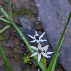 Wurmbea dioica subsp. dioica (Early Nancy) at Boweya North, VIC - 6 Aug 2022 by Darcy