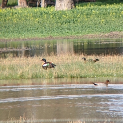 Tadorna tadornoides (Australian Shelduck) at Brimin, VIC - 6 Aug 2022 by Darcy