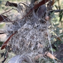 Unidentified Spider (Araneae) at Jerrabomberra, NSW - 6 Aug 2022 by Mavis