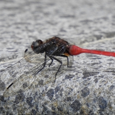 Orthetrum villosovittatum (Fiery Skimmer) at Oak Beach, QLD - 3 Aug 2022 by GlossyGal