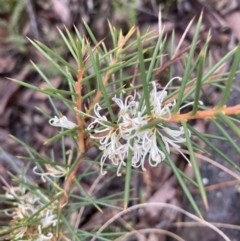 Hakea decurrens (Bushy Needlewood) at Molonglo Valley, ACT - 6 Aug 2022 by Jenny54