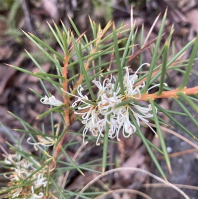Hakea decurrens (Bushy Needlewood) at Molonglo Valley, ACT - 7 Aug 2022 by Jenny54