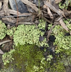 Heterodea sp. (A lichen) at Molonglo Valley, ACT - 6 Aug 2022 by Jenny54