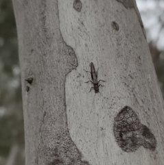 Plecoptera sp. (order) (Unidentified Stone fly) at Higgins, ACT - 31 Jul 2022 by Nepenthe