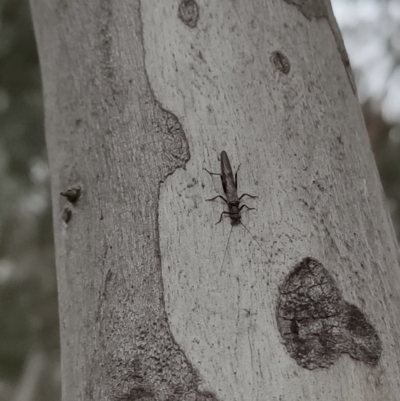 Plecoptera sp. (order) (Unidentified Stone fly) at Higgins, ACT - 31 Jul 2022 by Nepenthe