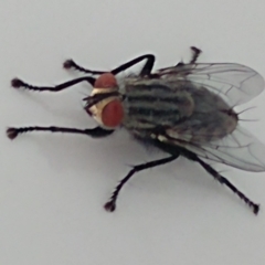 Sarcophaga sp. (genus) (Flesh fly) at Hawker, ACT - 7 Aug 2022 by sangio7