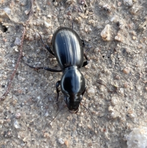 Promecoderus sp. (genus) at Rendezvous Creek, ACT - 7 Aug 2022