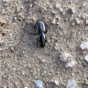 Promecoderus sp. (genus) at Rendezvous Creek, ACT - 7 Aug 2022