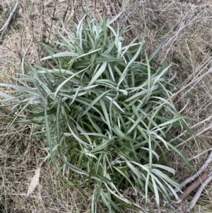 Senecio quadridentatus at Rendezvous Creek, ACT - 7 Aug 2022