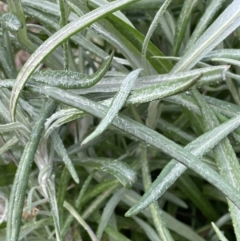 Senecio quadridentatus at Rendezvous Creek, ACT - 7 Aug 2022