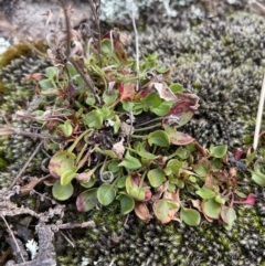 Rumex acetosella (Sheep Sorrel) at Namadgi National Park - 7 Aug 2022 by Mavis