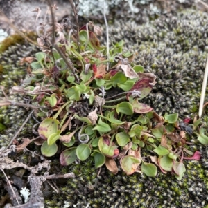 Rumex acetosella at Rendezvous Creek, ACT - 7 Aug 2022 03:11 PM