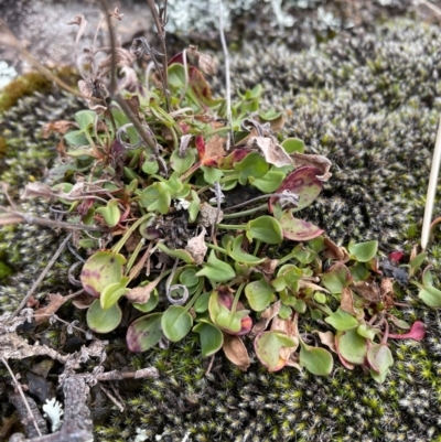 Rumex acetosella (Sheep Sorrel) at Rendezvous Creek, ACT - 7 Aug 2022 by Mavis