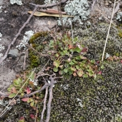 Rumex acetosella at Rendezvous Creek, ACT - 7 Aug 2022