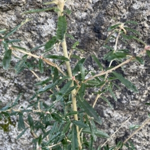 Olearia erubescens at Rendezvous Creek, ACT - 7 Aug 2022