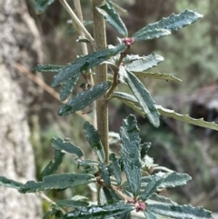 Olearia erubescens at Rendezvous Creek, ACT - 7 Aug 2022