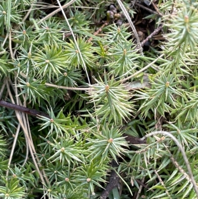 Acrotriche serrulata (Ground-berry) at Rendezvous Creek, ACT - 7 Aug 2022 by Mavis