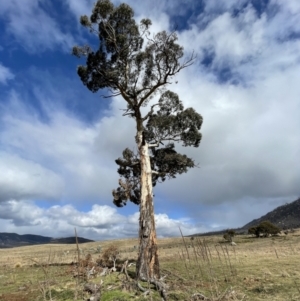 Eucalyptus dalrympleana subsp. dalrympleana at Namadgi National Park - 7 Aug 2022 01:25 PM