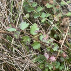 Sanguisorba minor (Salad Burnet, Sheep's Burnet) at Namadgi National Park - 7 Aug 2022 by Mavis