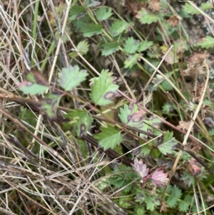 Sanguisorba minor at Rendezvous Creek, ACT - 7 Aug 2022 02:47 PM