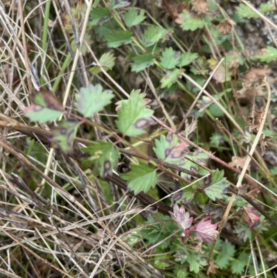 Sanguisorba minor (Salad Burnet, Sheep's Burnet) at Namadgi National Park - 7 Aug 2022 by Mavis