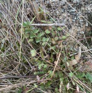 Sanguisorba minor at Rendezvous Creek, ACT - 7 Aug 2022