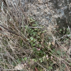 Sanguisorba minor at Rendezvous Creek, ACT - 7 Aug 2022 02:47 PM