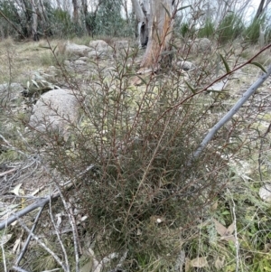 Acacia siculiformis at Rendezvous Creek, ACT - 7 Aug 2022 02:48 PM