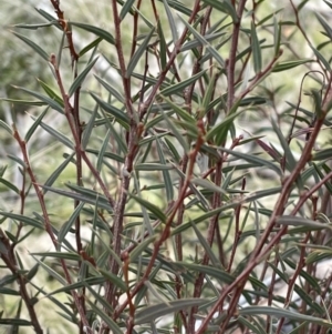 Acacia siculiformis at Rendezvous Creek, ACT - 7 Aug 2022 02:48 PM