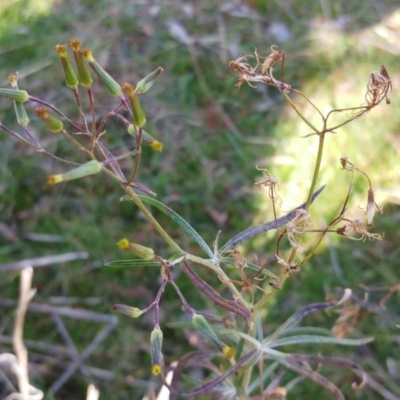 Senecio quadridentatus (Cotton Fireweed) at Hawker, ACT - 7 Aug 2022 by sangio7