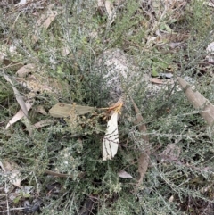 Mirbelia oxylobioides (Mountain Mirbelia) at Rendezvous Creek, ACT - 7 Aug 2022 by Mavis