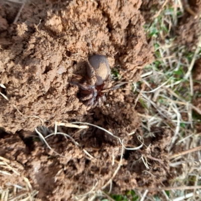 Mygalomorphae (infraorder) (Unidentified mygalomorph spider) at Booth, ACT - 7 Aug 2022 by VanceLawrence