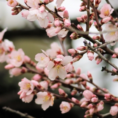 Prunus sp. (A Plum) at West Wodonga, VIC - 6 Aug 2022 by KylieWaldon