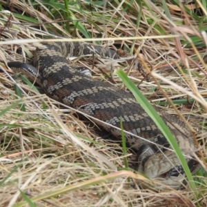 Tiliqua scincoides scincoides at Kambah, ACT - 7 Aug 2022 12:35 PM