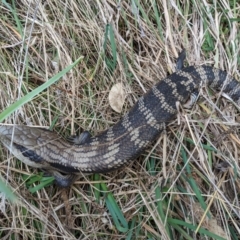 Tiliqua scincoides scincoides at Kambah, ACT - 7 Aug 2022 12:35 PM