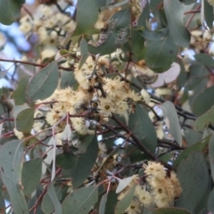 Eucalyptus albens (White Box) at West Wodonga, VIC - 7 Aug 2022 by KylieWaldon