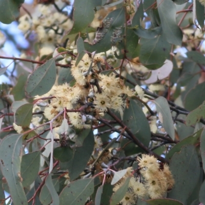 Eucalyptus albens (White Box) at West Wodonga, VIC - 7 Aug 2022 by KylieWaldon