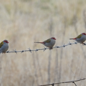 Neochmia temporalis at Kambah, ACT - 7 Aug 2022