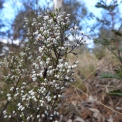 Cryptandra amara at Kambah, ACT - 7 Aug 2022