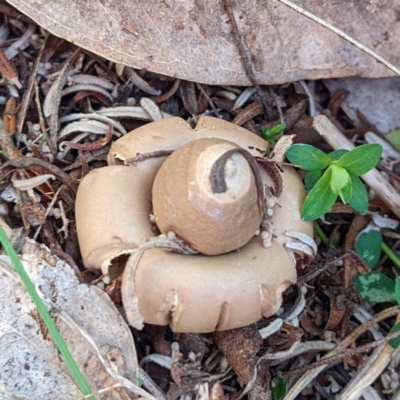 Geastrum sp. (Geastrum sp.) at Bullen Range - 7 Aug 2022 by HelenCross