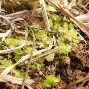 Fossombronia sp. (genus) at Paddys River, ACT - 7 Aug 2022