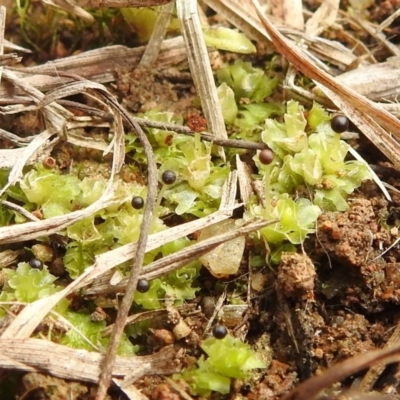 Fossombronia sp. (genus) (A leafy liverwort) at Paddys River, ACT - 7 Aug 2022 by HelenCross