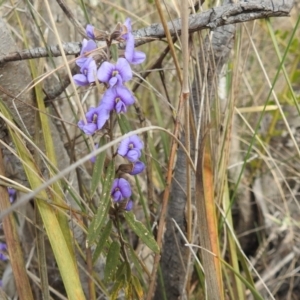 Hovea heterophylla at Paddys River, ACT - 7 Aug 2022