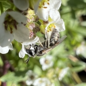 Lasioglossum (Chilalictus) mundulum at Murrumbateman, NSW - 7 Aug 2022 01:25 PM