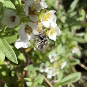 Lasioglossum (Chilalictus) mundulum at Murrumbateman, NSW - 7 Aug 2022