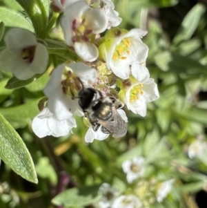 Lasioglossum (Chilalictus) mundulum at Murrumbateman, NSW - 7 Aug 2022