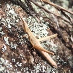 Keyacris scurra (Key's Matchstick Grasshopper) at Paddys River, ACT - 7 Aug 2022 by HelenCross