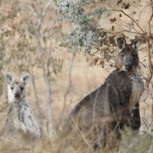 Osphranter robustus robustus at Paddys River, ACT - 7 Aug 2022 11:57 AM