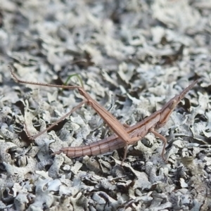 Keyacris scurra at Paddys River, ACT - 7 Aug 2022